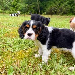 Yellow Collar Tri Girl - Tri-color female Cavalier King Charles Spaniel puppy in Snohomish, Washington from The Cavi Pack