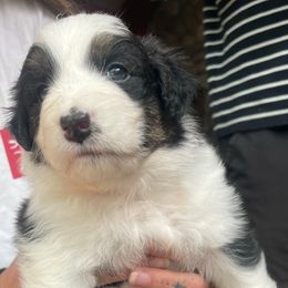 Annie - Black tri-color female Australian Shepherd puppy in Martha’s Vineyard, Massachusetts from Cranberry Hill Aussies
