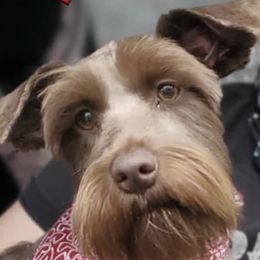 Coco - Miniature Schnauzer