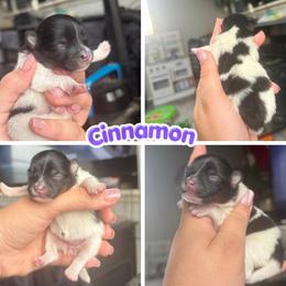 Cinnamon - Black White and Brown - Tri-colored female Pomeranian puppy in Saint Ignatius, Montana from Pomeranians Montana