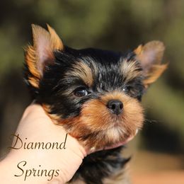 Toliver - Blue and gold male Yorkshire Terrier puppy in Placerville, California from Diamond Springs Kennel