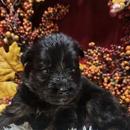Grey - Black and red male German Shepherd puppy in Newaygo, Michigan from Sterley Shepherds