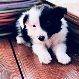 Mauve - Black and white female Border Collie puppy in Minden, Iowa from Rocking N Registered Border Collies & Labradors