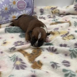 Female 2 - Red and white female Staffordshire Bull Terrier puppy in Lakeland, Florida from English Creek Staffords