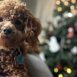 Goldendoodles from Krista Taylor