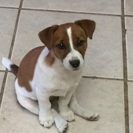 Russell Terrier Puppies from Rose In Vale
