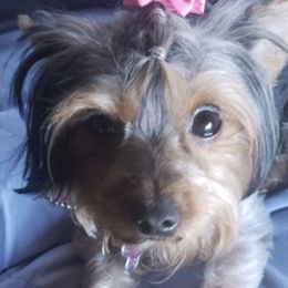 Yorkshire Terriers from Genesis Pups