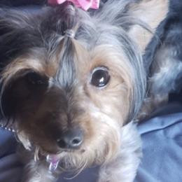 Yorkshire Terriers from Genesis Pups