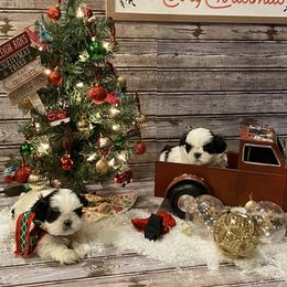 Shih Tzu Puppies from GiGi’s Little Tzu