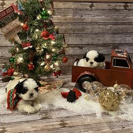 Shih Tzu Puppies from GiGi’s Little Tzu