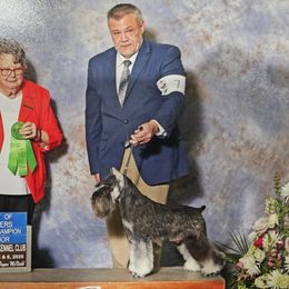 Oden - Miniature Schnauzer