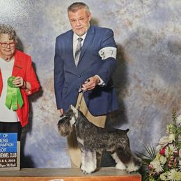 Oden - Miniature Schnauzer