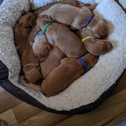 Vizsla Puppies from Tappancs Vizslas