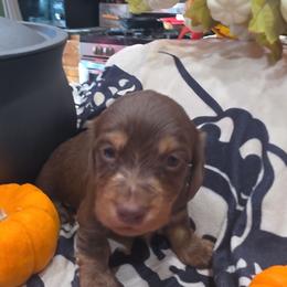 Gomez - Black and tan male Dachshund puppy in Price, Utah from Smiling Dog Dachshunds