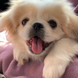 Pekingese from Pekingeseco