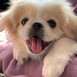 Pekingese from Pekingeseco