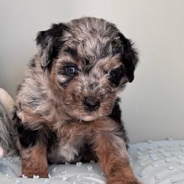 Harley (brown) - Merle male Whoodle puppy in Rising Sun, Indiana from Ruby Lane Doodles