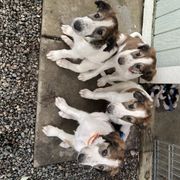 Borzoi Puppies from Oronzova Borzoi