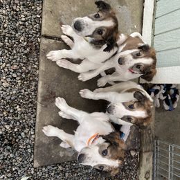 Borzoi Puppies from Oronzova Borzoi