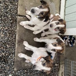 Borzoi Puppies from Oronzova Borzoi