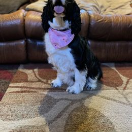 Zoe - English Springer Spaniel