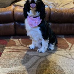 Zoe - English Springer Spaniel