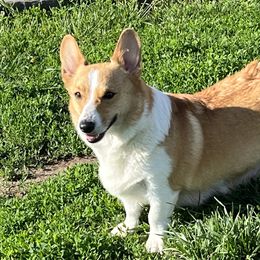 Diamond - Pembroke Welsh Corgi