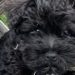 Miniature Schnauzers from Wendi’s Minis
