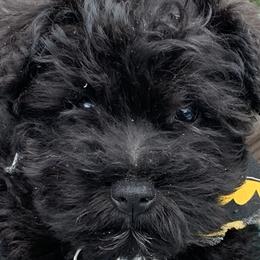 Miniature Schnauzers from Wendi’s Minis