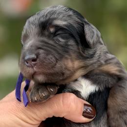 Girl 2 - female Bernedoodle puppy in Highland, Utah from Angel Pups Deluxe