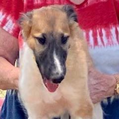 Rocky - Mahogany red male Borzoi puppy in Alpine, California from Wildwood Hounds