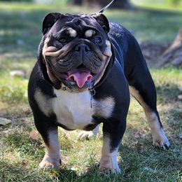 Xena - Bulldog