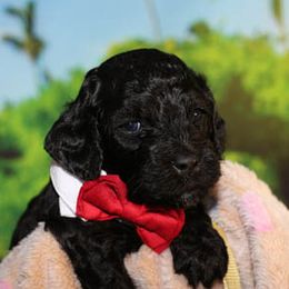 Cockapoo Puppies from JP Cockapoos LLC