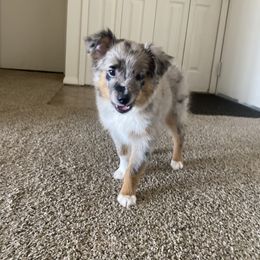 Miniature Australian Shepherd and Toy Australian Shepherd Puppies from Hochatown Awesome Aussies