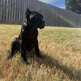 Oak - Black male Cane Corso puppy in (30 Minutes North Of Memphis) In Burlison, Tennessee from River Bluff Cane Corsos