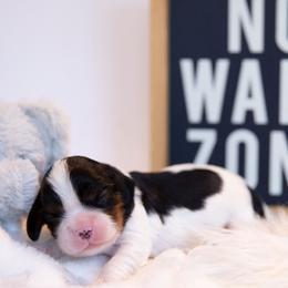 Cavalier King Charles Spaniels from CURTIS CAVALIERS