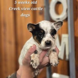 Girl 2 - Blue mottled female Australian Cattle Dog puppy in Monroe, North Carolina from Creek View Cattle Dogs