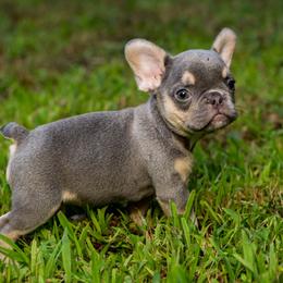 French Bulldog Puppies from Cocoskennel