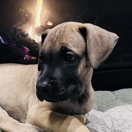 Boy 2 - Fawn Great Dane puppy in Dundee, Michigan from Weslow AKC Danes