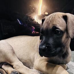 Boy 2 - Fawn Great Dane puppy in Dundee, Michigan from Weslow AKC Danes