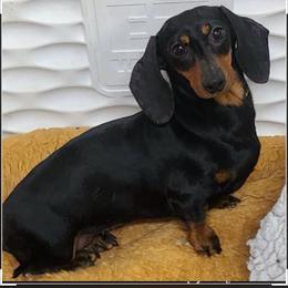 Didi - Dachshund