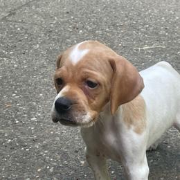 Pink Girl - Orange and white female Pointer puppy in Olympia, Washington from Birdsboro Pointers