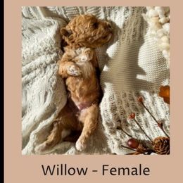 Willow - Cafe au lait female Poodle puppy in Rochester, New York from Mellies Miniature Poodles