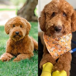 Goldendoodle puppies from gucci_bentleys_goldendoodles