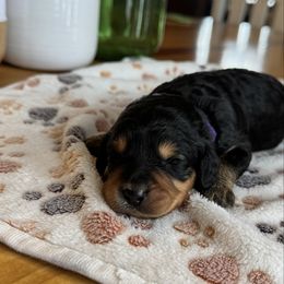Scout - Brown female Bernedoodle puppy in Constableville, New York from Zehr’s Labradoodles & Bernedoodles