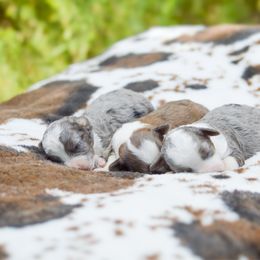 Miniature Australian Shepherd puppies from Kristy’s Kennels