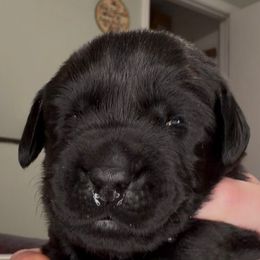 Schroeder - Black male Labrador Retriever puppy in Cleveland, Ohio from Brookside Labrador Retrievers