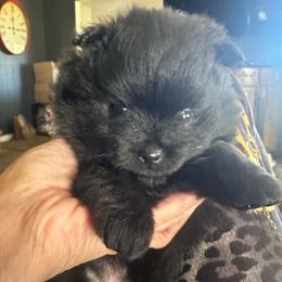 Mystique - Black parti female Pomeranian puppy in Scio, Oregon from Mac Daddy Poms