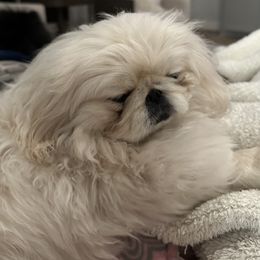 Lululemon - Pekingese