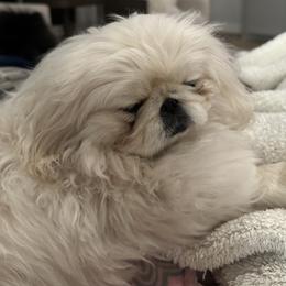 Lululemon - Pekingese